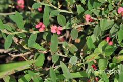 Indigofera linifolia var. campbellii